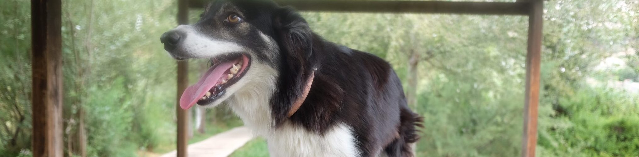Perro con correa en sesión de reactividad